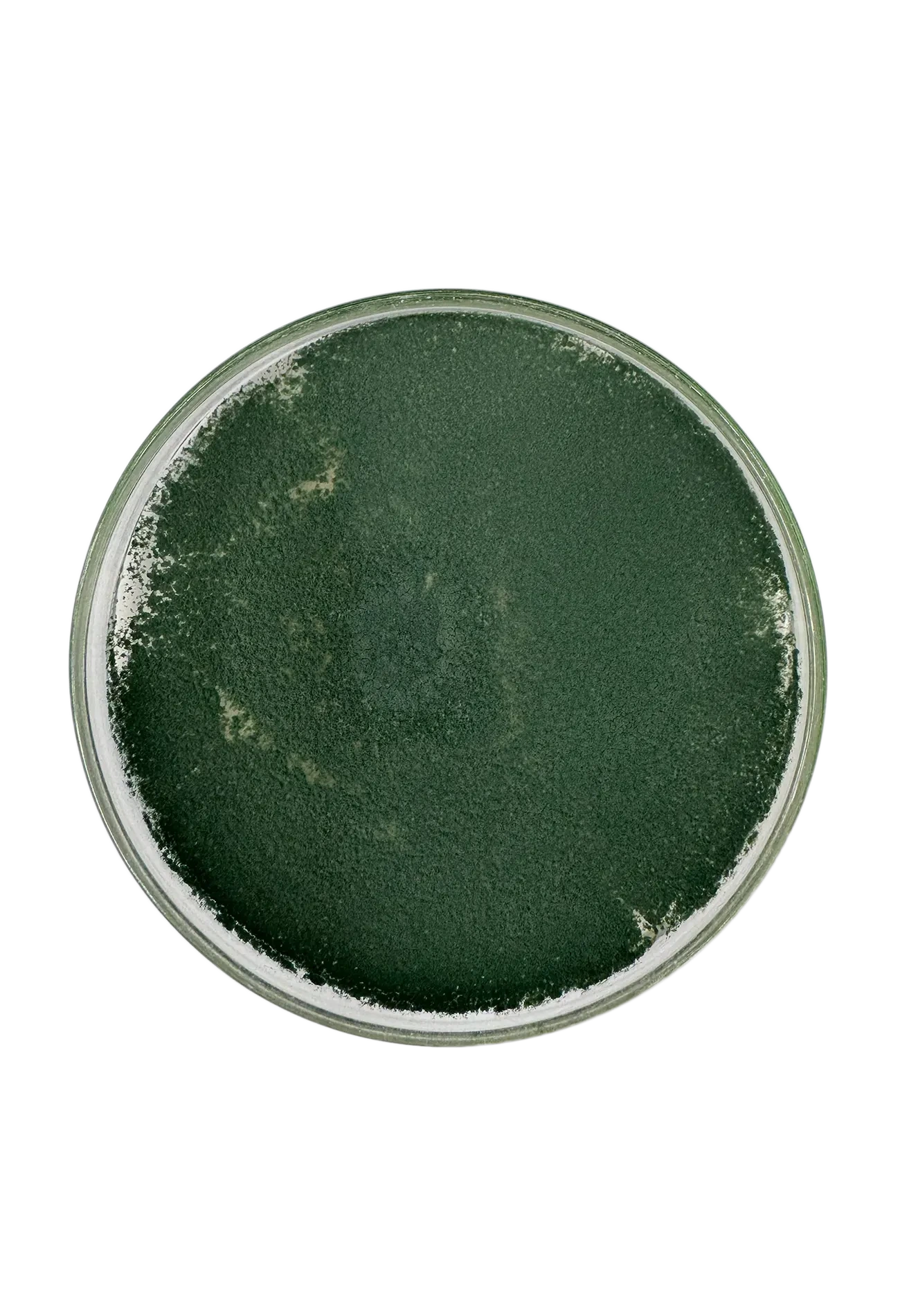 Imagen de Trichoderma BRILab